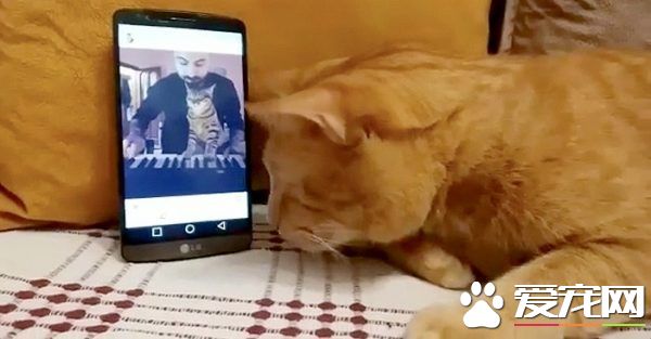 全盲猫咪听见琴音超喜欢 爱猫钢琴家又多位忠实听众