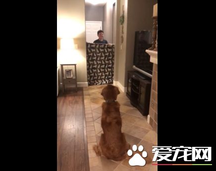 狗狗以为又玩无聊游戏了 竟然出现意外的惊喜