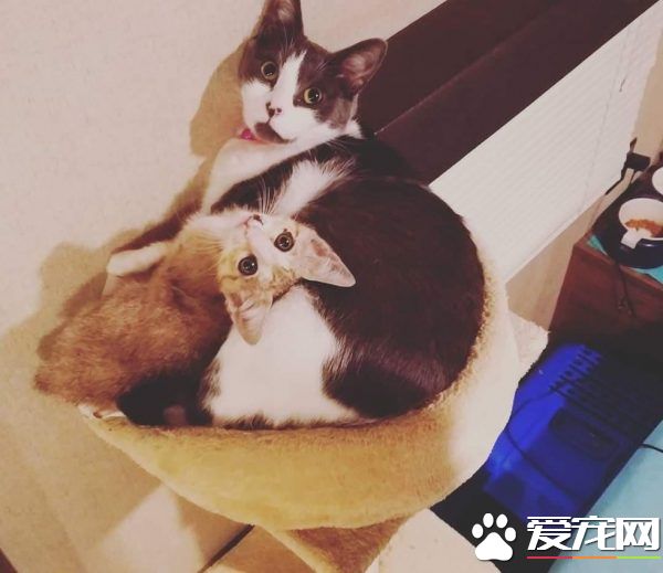 小猫被困高速路中央动弹不得 幸得好心人解救