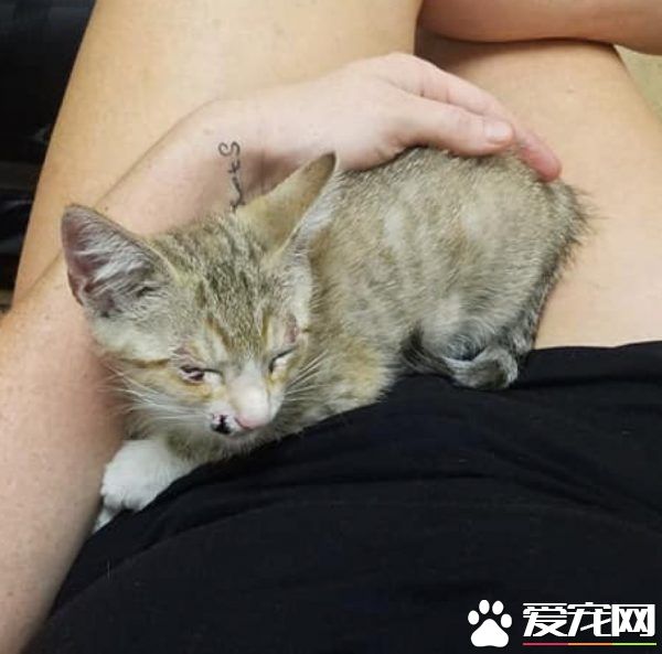 小猫被困高速路中央动弹不得 幸得好心人解救