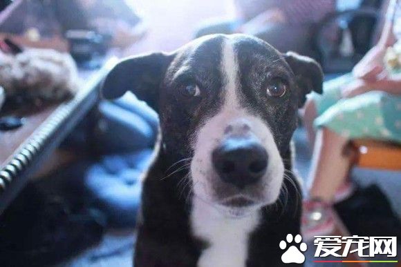 珍惜与狗狗的每一刻 洛基主人用这种方式告诉大家