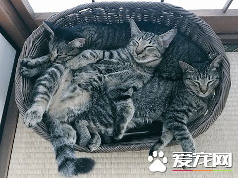 外面大台风家里小台风 猫咪小台风萌力十级