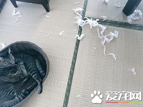外面大台风家里小台风 猫咪小台风萌力十级