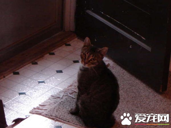 超另类湖边猫咪 爱和主人一同游湖超級愜意！