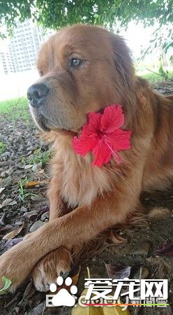 贴心阿金是马麻的小棉袄 每天早上起来帮忙拆发圈