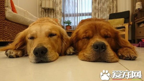 贴心阿金是马麻的小棉袄 每天早上起来帮忙拆发圈