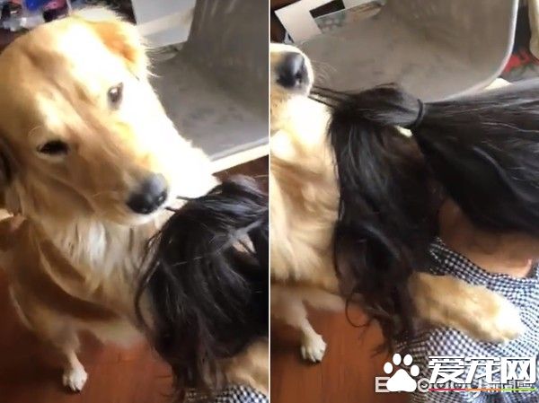 贴心阿金是马麻的小棉袄 每天早上起来帮忙拆发圈