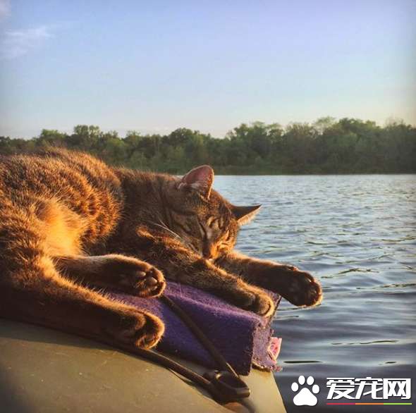 超另类湖边猫咪 爱和主人一同游湖超級愜意！