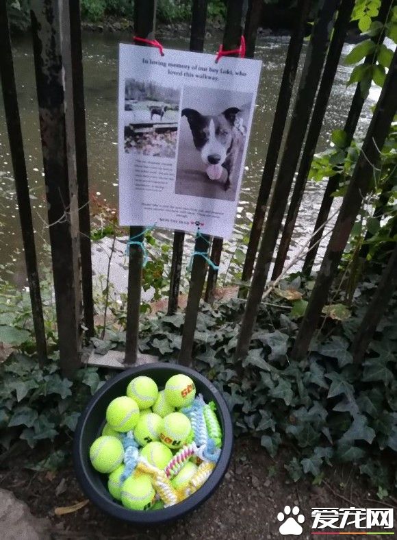 珍惜与狗狗的每一刻 洛基主人用这种方式告诉大家