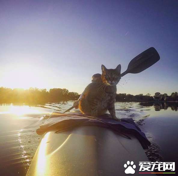 超另类湖边猫咪 爱和主人一同游湖超級愜意！