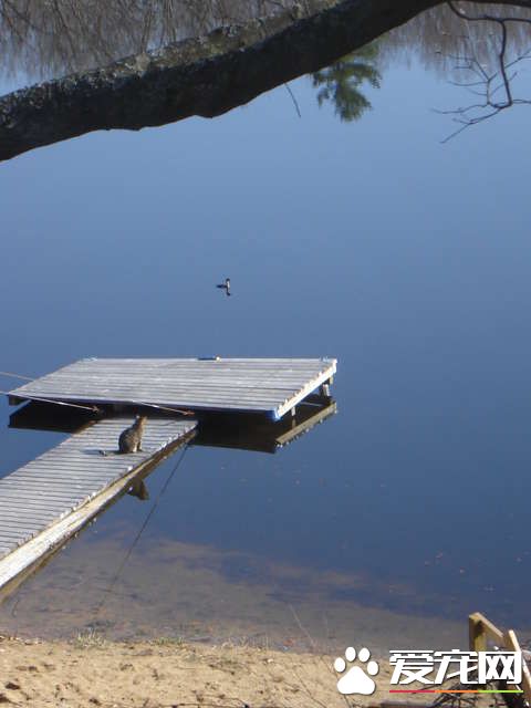 超另类湖边猫咪 爱和主人一同游湖超級愜意！