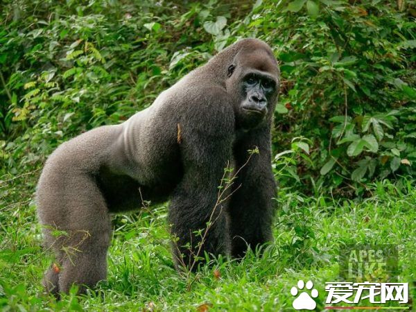 暖心大猩猩和小婴猴朋友的超萌互动 暖煞人！