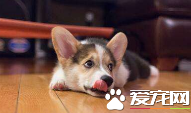 狗狗常呕吐什么原因?WOWO复合益生菌帮狗狗调理肠胃