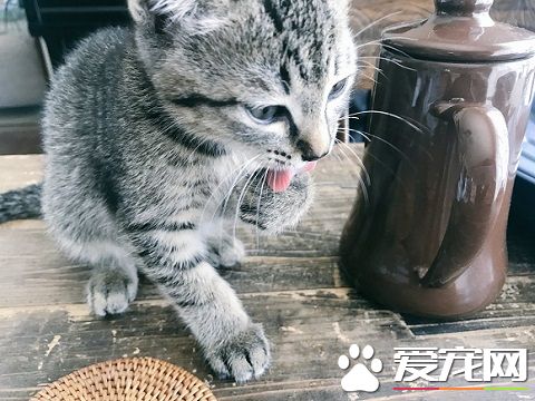 外面大台风家里小台风 猫咪小台风萌力十级