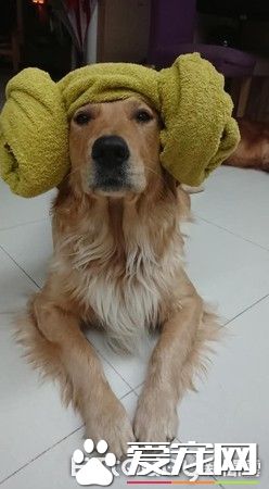 贴心阿金是马麻的小棉袄 每天早上起来帮忙拆发圈