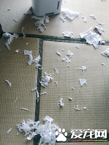 外面大台风家里小台风 猫咪小台风萌力十级