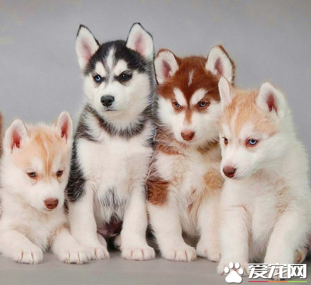 哈士奇小时候鼻子掉色怎么回事 哈士奇鼻子掉色怎么处理