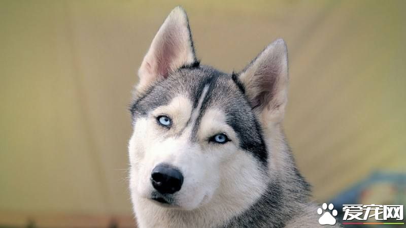 哈士奇小时候耳朵竖吗 哈士奇耳朵什么时候会竖起来