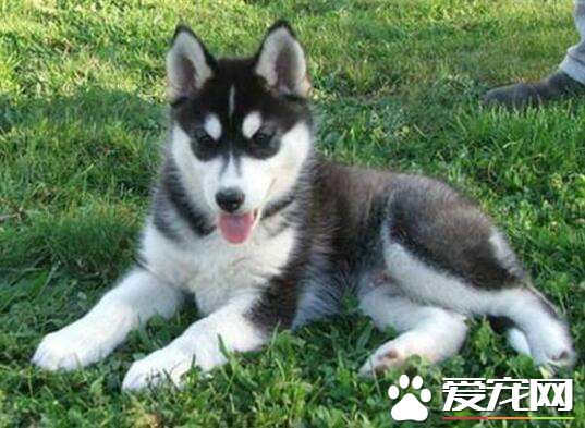 哈士奇几个月能长大 哈士奇能长多大