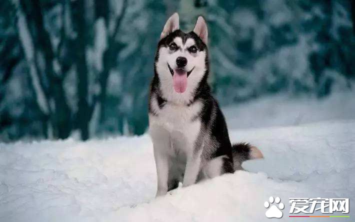 公母哈士奇发情什么表现 哈士奇发情怎么办