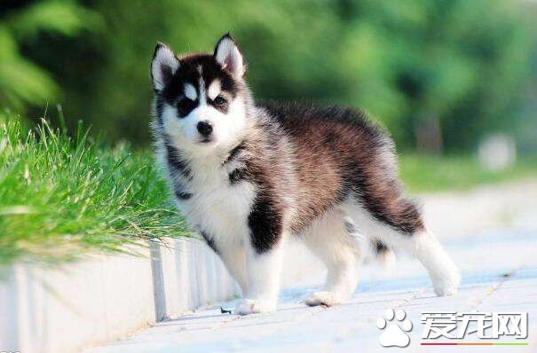 成年哈士奇的饭量多少 哈士奇一天喂几顿合适