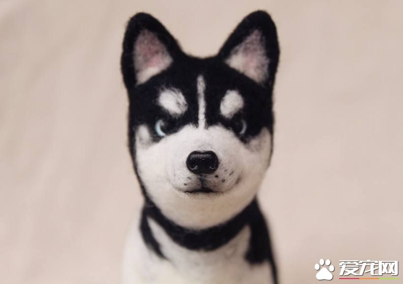 哈士奇有几种品种 怎么看哈士奇纯不纯