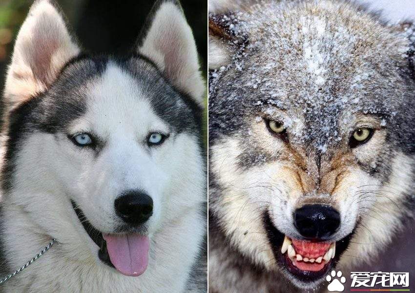 哈士奇多少狼的血统 哈士奇与狼的区别