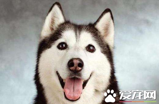 哈士奇好养吗 哈士奇有哪些优点