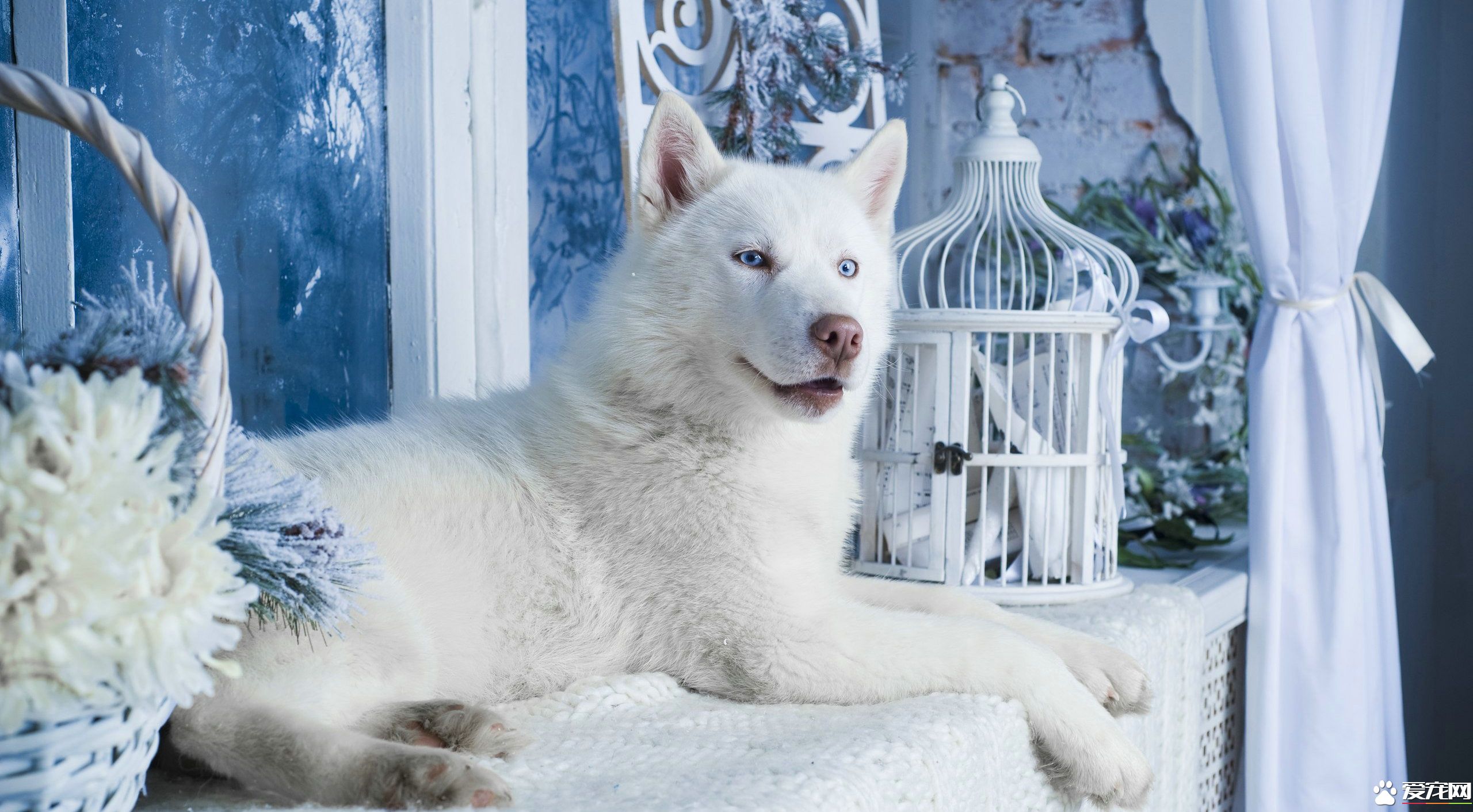 哈士奇有白色的吗 全白的哈士奇像什么