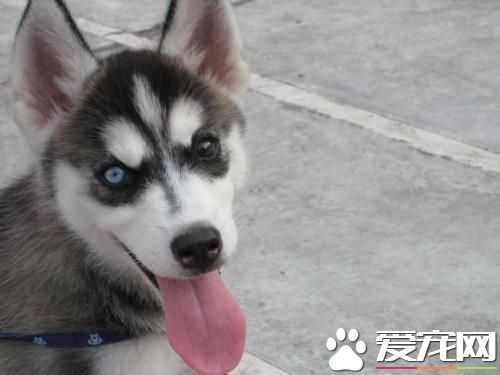 哈士奇阴阳眼好不好 哈士奇阴阳眼是什么意思