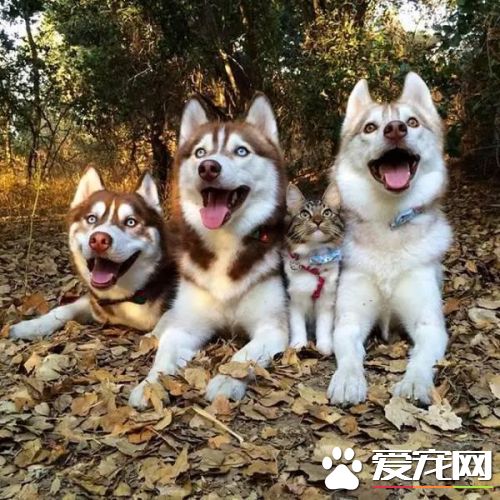 白色哈士奇是纯种的吗 哈士奇怎么看纯不纯