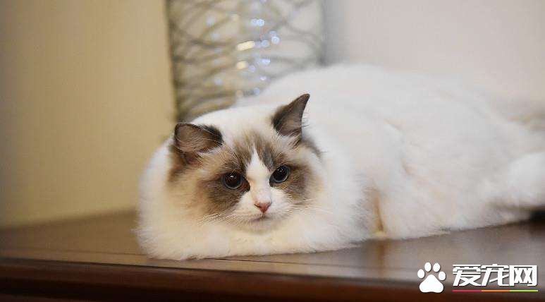 布偶猫好繁殖吗 布偶猫为什么那么贵