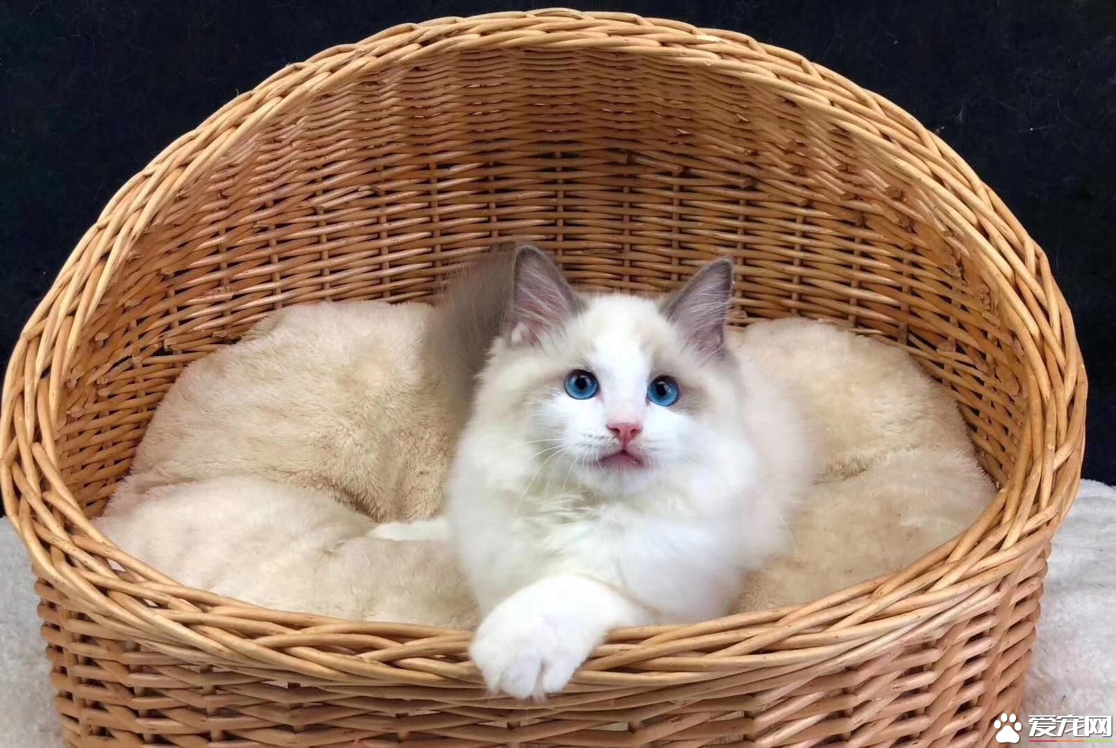 如何养布偶猫才漂亮 饲养布偶猫的正确方式有哪些