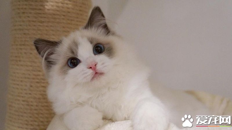 布偶猫怎么养好不好养 布偶猫如何饲养