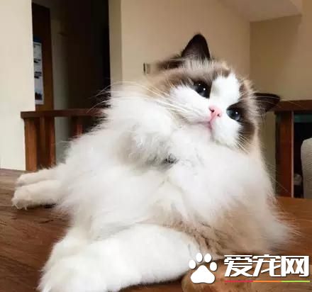 布偶猫怎么卖 挑选布偶猫要注意什么