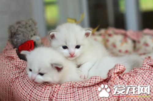 布偶猫多大可以繁殖 布偶猫一窝可以生几只