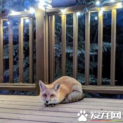 圣诞狐狸造型灯饰 吸引正牌狐狸一见钟情