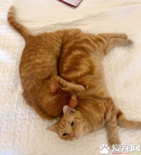 奇妙的命运安排 小浪猫成为环游世界的水手猫