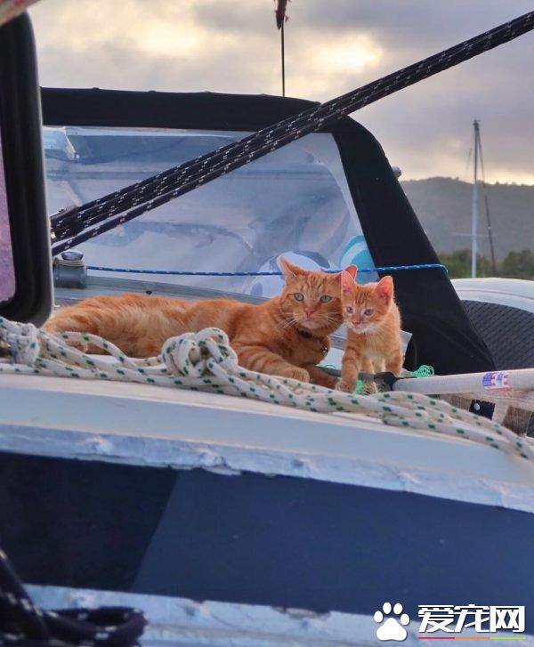 奇妙的命运安排 小浪猫成为环游世界的水手猫