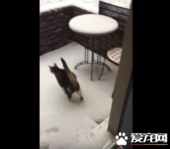 猫咪想要出去玩 踏上雪地吓得不到三秒回家