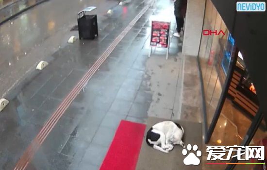 女子用围巾给流浪狗狗取暖 超暖心善举被赞爆