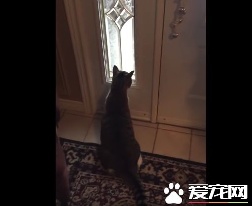 猫咪想要出去玩 踏上雪地吓得不到三秒回家