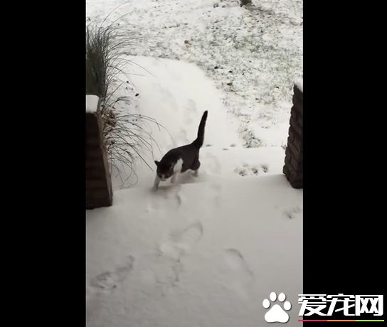 猫咪想要出去玩 踏上雪地吓得不到三秒回家