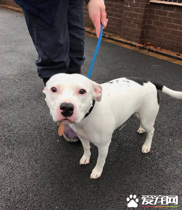 无良主人开车路边丢包 狠心留下狗狗离去