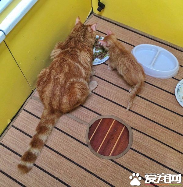 奇妙的命运安排 小浪猫成为环游世界的水手猫