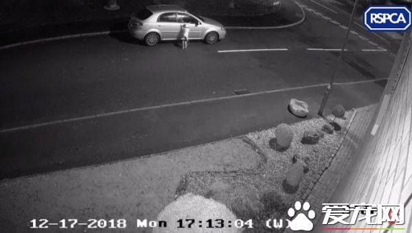 无良主人开车路边丢包 狠心留下狗狗离去