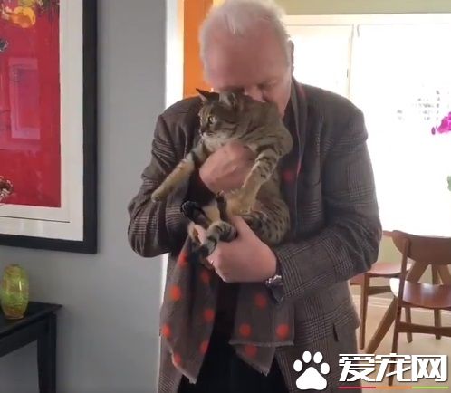 猫毒越来越扩散 大牌演员都逃不过猫咪的诱惑