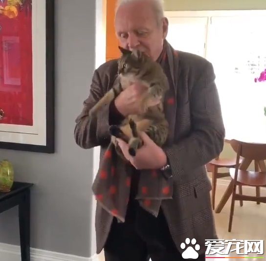 猫毒越来越扩散 大牌演员都逃不过猫咪的诱惑