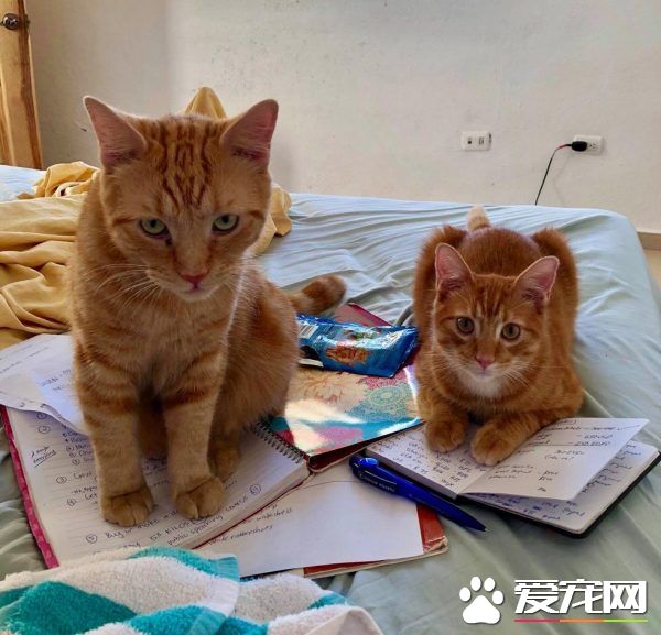 奇妙的命运安排 小浪猫成为环游世界的水手猫