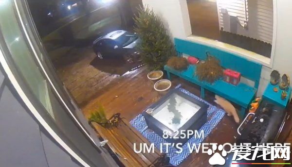 贪玩猫咪被反锁门外一夜 经9小时惊魂记超无助